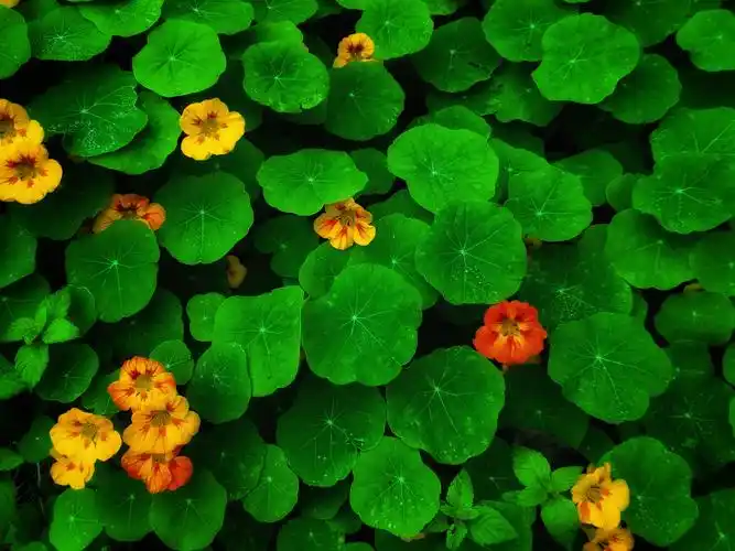 看大自然的花草树木如何在寂静种生长!