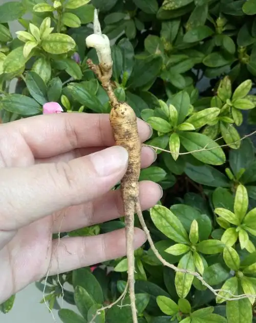 8元人参】长白山新鲜人参野山参林下参白参煲汤炖鸡泡酒滋补