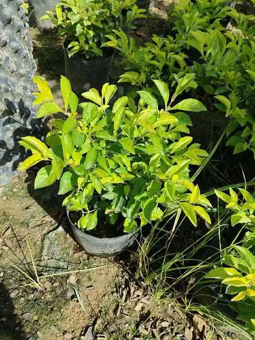 黄叶假连翘(黄叶假连翘的形态特征)