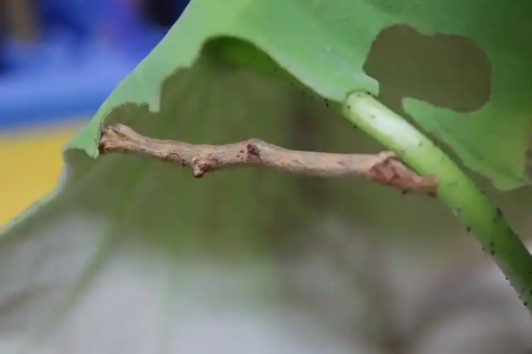 昆虫  #尺蠖  #伪装  #拟态  #碗