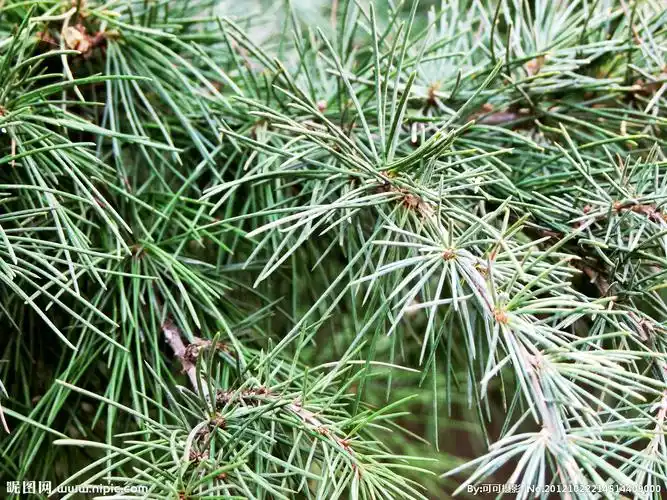 针叶树图片