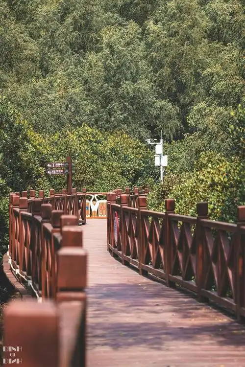 城市绿肺惠州大亚湾竟然藏着一个红树林公园观鸟吸氧两不误