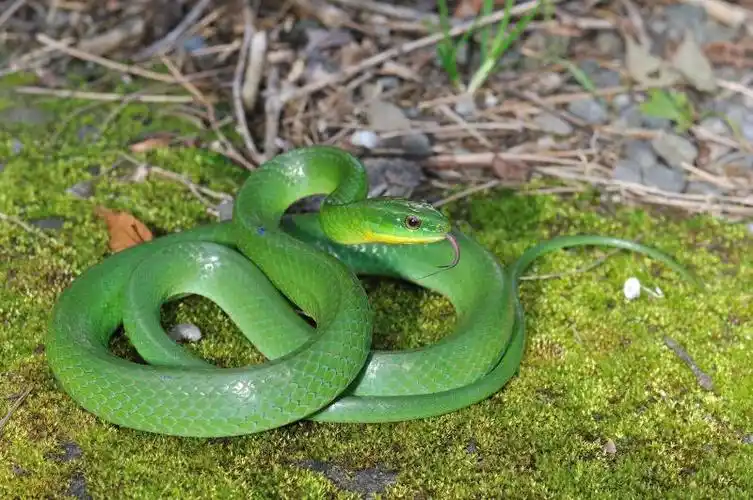 青蛇cyclophiops major günther, 1858