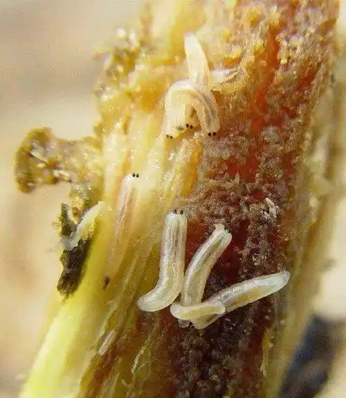 史上最全蔬菜害虫高清图谱