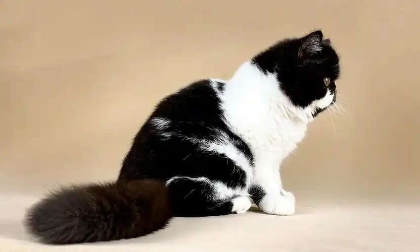 上海黑白异短弟弟加菲猫找家长啦价不高