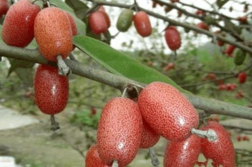 这种野果经常在农村见过,但很少人知道它的药用效果非常惊人