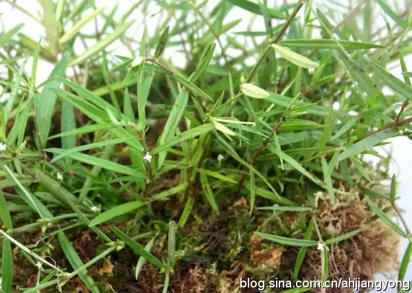 蛇舌草图片和介绍