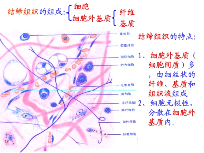 b结缔组织软骨.pptx