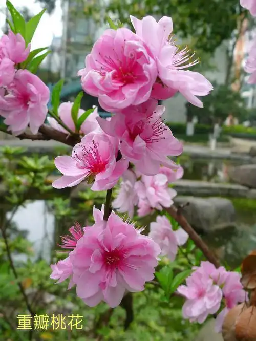 重瓣桃花特别美