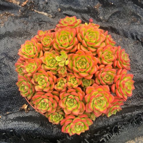 《百阅多肉》蒂亚 绿焰 火焰蒂亚 群生老桩云南状态多肉清棚特价