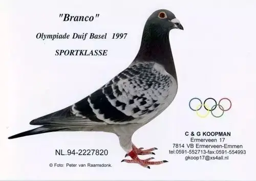 【图集】点"鸽"能成金?考夫曼的十羽超级鸽欣赏