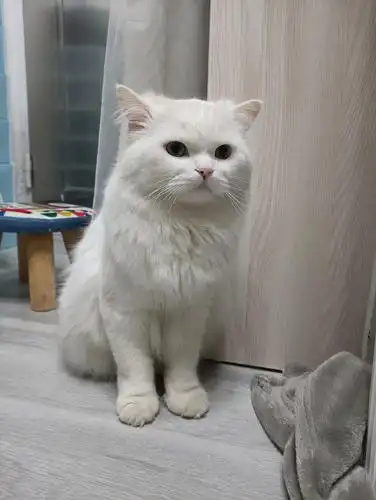 高地立耳长毛猫处对象