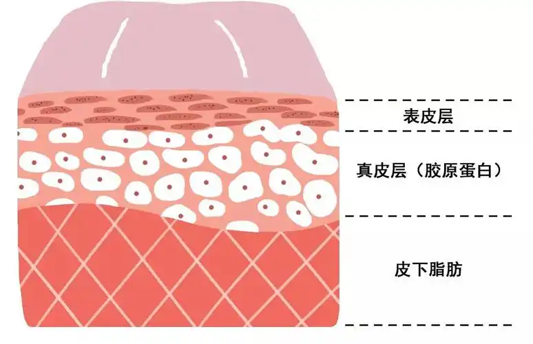 而胶原蛋白就藏在真皮层里表皮层—真皮层—皮下脂肪皮肤有三层结构
