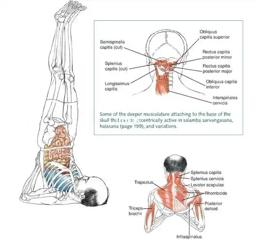 每日解剖:肩倒立式各关节和肌肉运动