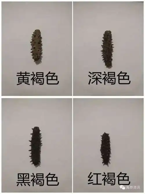 正常加工的淡干海参颜色一般是黄褐色,深褐色,黑褐色(还有部