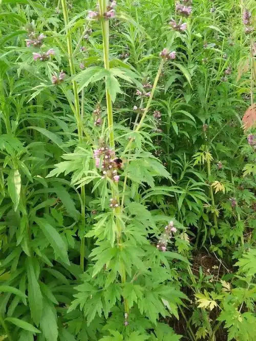 益母草(学名:leonurus japonicus houtt.