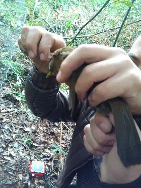 成都那里在收画眉鸟 谢谢