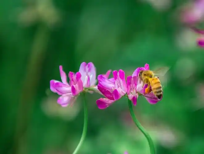 紫云英,春天的美丽风景