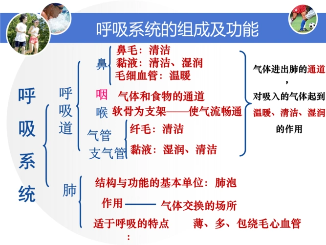 《呼吸系统对空气的处理》复习课件共13张ppt