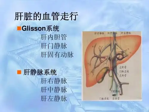 glisson系统 肝内胆管 肝门静脉 肝固有动脉   肝静脉系统 肝右静脉
