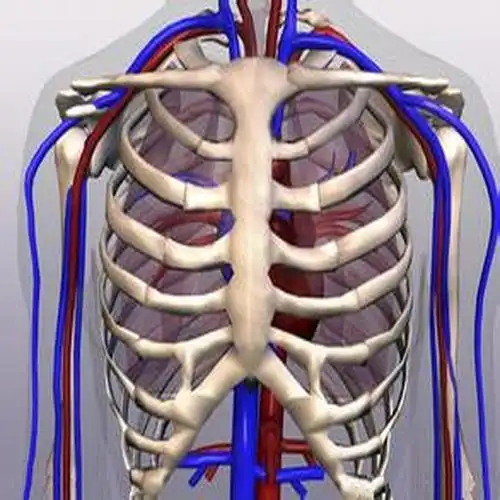 肋骨[人体骨骼] - 头条百科
