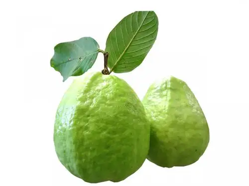 新鲜的番石榴图片