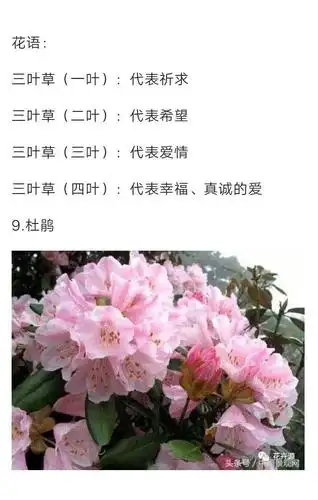 45种花的花语