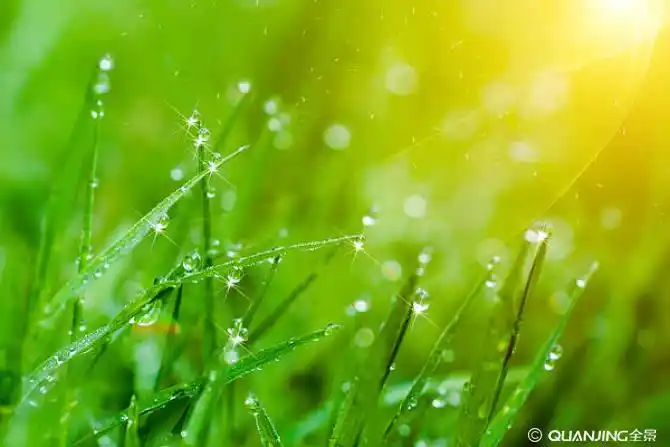 草的图片_图片大全