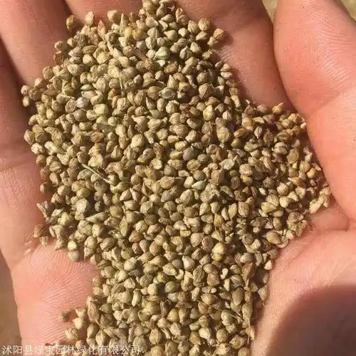 黑龙江湖南稷子价格