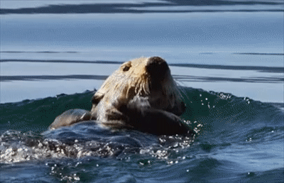 海獭蠢萌的外表下,是生物圈的黑暗王者