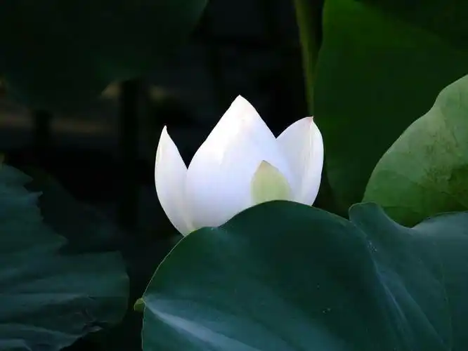 其它 静听尘世梵音 写美篇 相见如期 心若许 冷冷相思意 盏落红尘