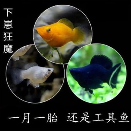 皮球玛丽鱼怀孕母临产金玛丽三色黑银鱼缸除油膜清洁鱼热带观赏鱼朴彩