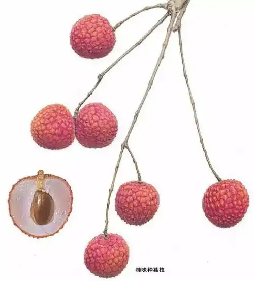 荔枝为什么难保鲜?跟果实的结构有关!