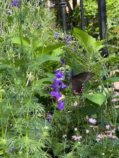 我也不知道为什么,小时大家都叫这种大蝴蝶大马燕儿.