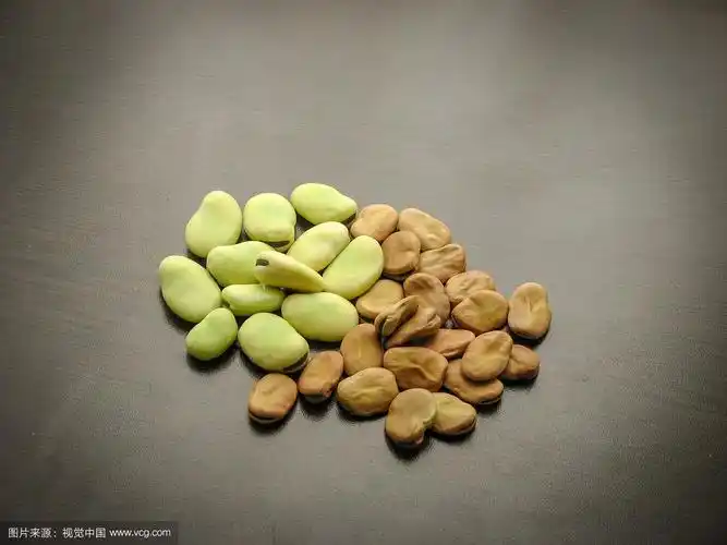 干蚕豆种子的特写
