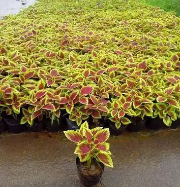 彩叶草盆栽花卉五彩苏观叶植物室内阳台庭院清心草办公室好养