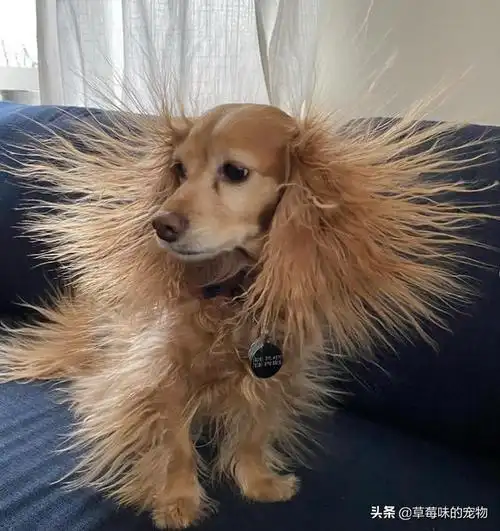 狗狗起床后全身炸毛,跟金毛狮王一样,主人忍不住笑喷