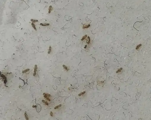 灭书虱用什么最有效书虱怎么消灭干净我的方法你可以参考