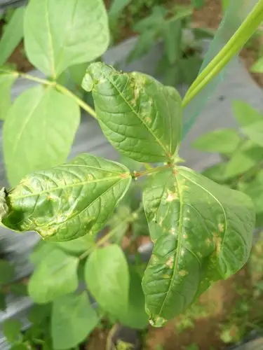 求大神帮忙看看豆角的叶子怎么了