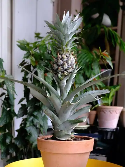 菠萝盆栽原盆原土发货哟32包邮