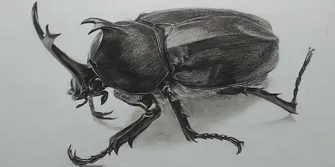 素描独角仙来袭,你们那都管这叫啥?