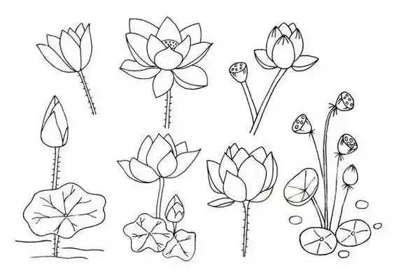 画荷花的画法,儿童简笔画