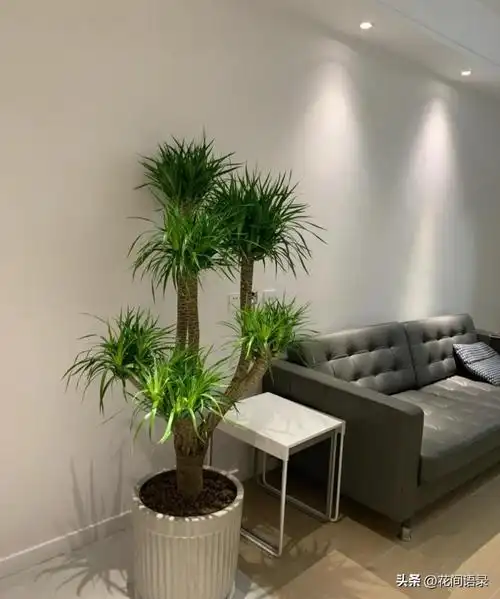 龙血树的寓意与风水 植物百科 第7张