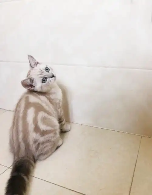 自己家养美国短毛猫,黄虎斑转出