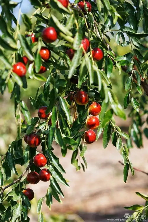 库尔勒的红枣园