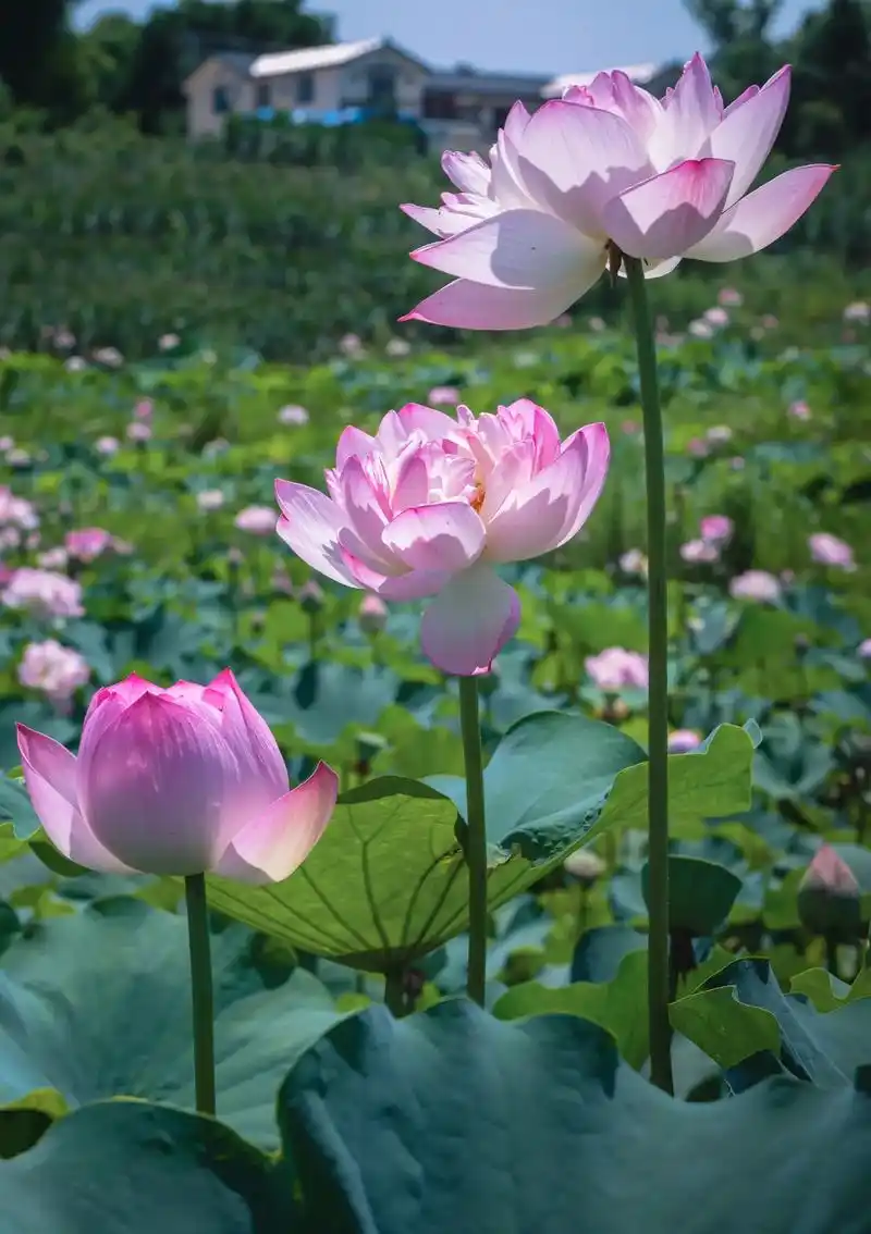 接天莲叶无穷碧,映日荷花别样红. 又到了荷花盛开的季节了,去 - 抖音