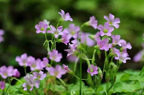 莫道野花难入室 路边小草自芬芳