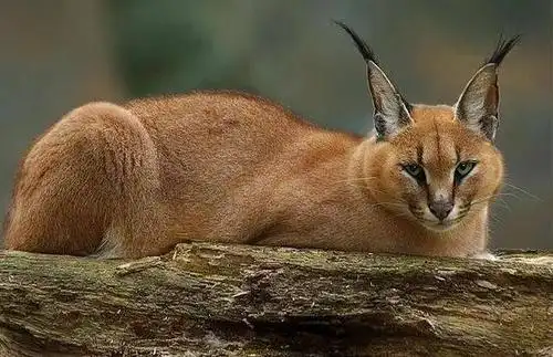 世界上濒危的珍稀动物,扬子鳄上榜,最后一个剩下一只