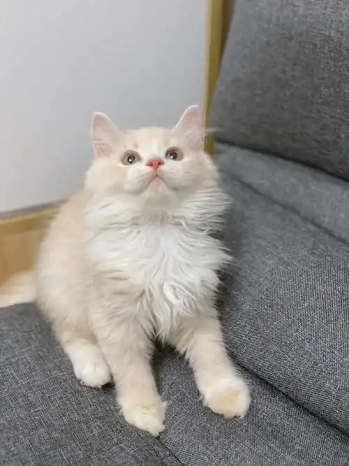 乳白高地弟弟长毛英短英长大嘴套正八五粉满耳痛脖子满背