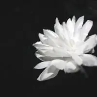 祭奠死人头像图片_微信头像图片大全